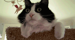 Koucan:  Hmm??? 