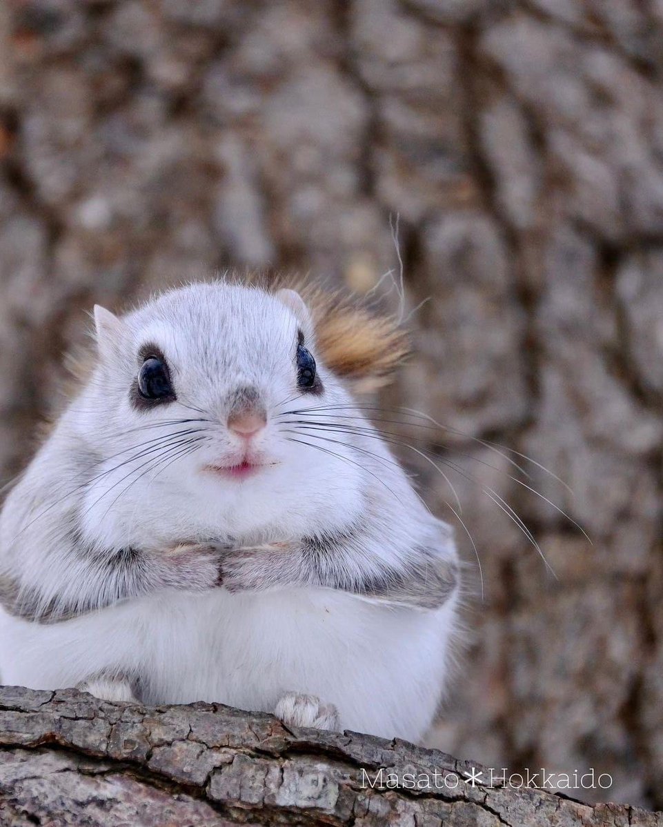 🐿️ Japon Cüce Uçan Sincabı...