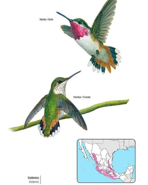 #Hummingbirds for #Feathursday! At an average weight of 2.2 g, the bumblebee hummingbird (Atthis hel