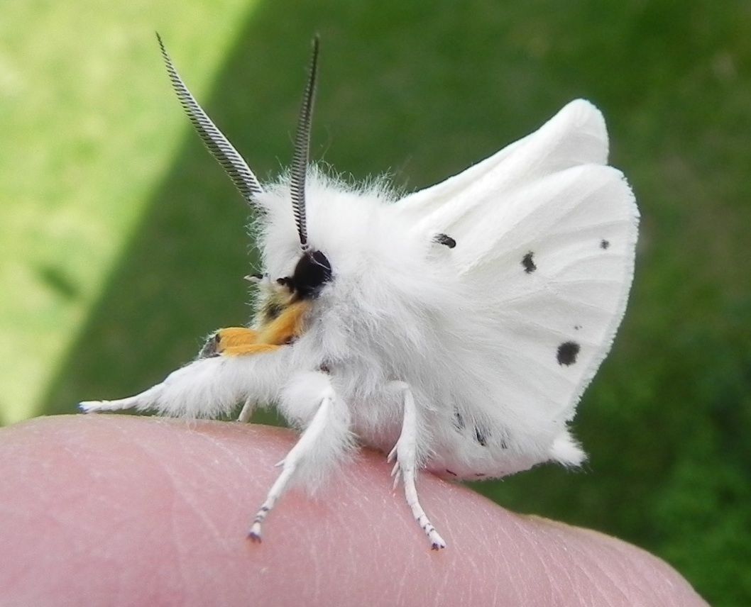 Bug Facts Tm The Poodle Moth Problem