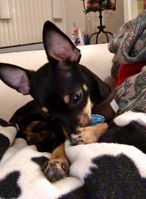 My Dog Literally When Watching Bts Being Bts On My IPad 