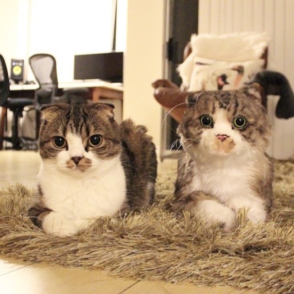 catsbeaversandducks:This Company Makes Exact Plush Toy Copies Of Your PetsThe Cuddle