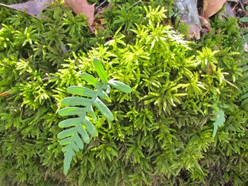 Moss and a polypody fern. <3 Good woodland things.