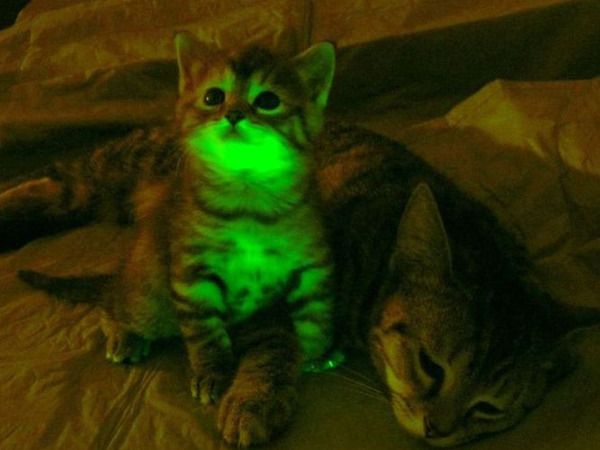 strangebiology:  They’re not photoshopped, these animals are truly glow-in-the-dark! Scientists