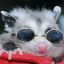 homopossum