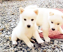 iquoterelatable:  baby animal posts daily