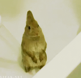 just-for-grins:I can’t make it, I’m washing my hare…
