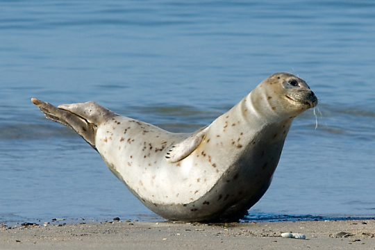 iguanamouth:  thinking about seals doing this pose….. oh yeah…. 
