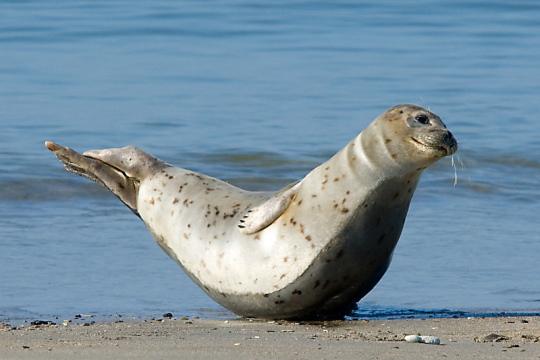 iguanamouth:  thinking about seals doing this pose…..oh yeah….