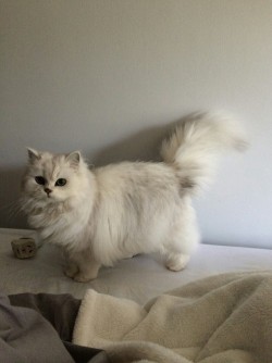 cutencats:  cute nd cuddly  @cutencats