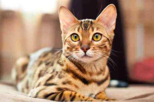 ¿Son los gatos Bengalí animales domésticos?