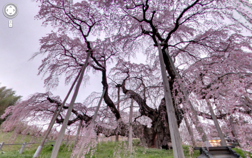 oessa:  This is the beautiful Miharu Takizakura, an ancient 1,000 year old weeping higan cherry tree situated in Miharu, Fukushima, Japan. The tree suffered damage in 2005 due to heavy snow and the locals installed wooden supports to save it.   +37°