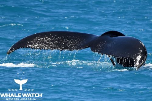 Hilary&rsquo;s Boat Harbour Whale Watching. To read this story (and more!), follow the link in our b