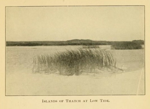 nemfrog:Islands of thatch at low tide. Sand dunes and salt marshes. 1925.