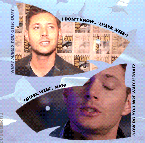deansbeerbottle:shark week, man. a whole week of sharks.