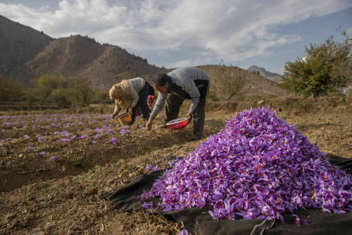 Kashmiri farmers pluck crocus flowers, the stigma of which produces saffron, on a farm in Khrew, sou