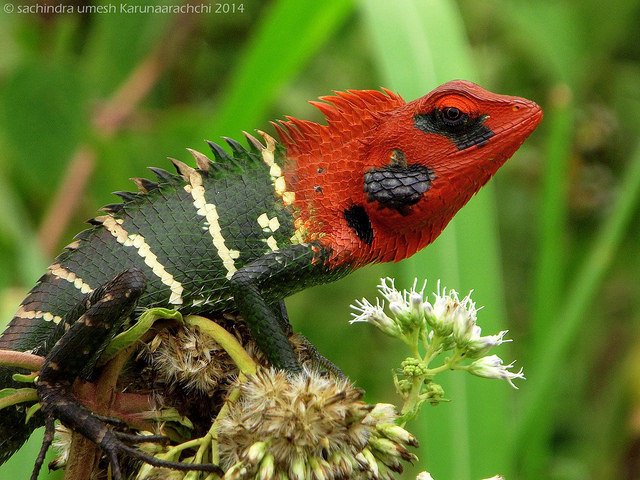 libutron:
“Common Green Forest Lizard - Calotes calotes
Males of the Common Green Forest Lizard, scientifically named Calotes calotes (Agamidae), develop a bright red head and throat in the breeding season. This species is native to India and Sri...