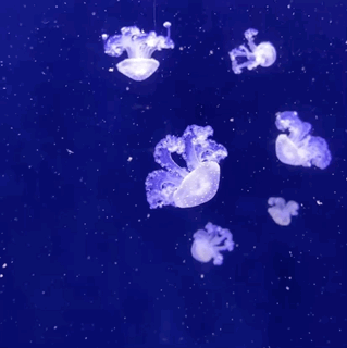 a group of small jellyfish with thick tentacles that curl upwards. they float in blue water