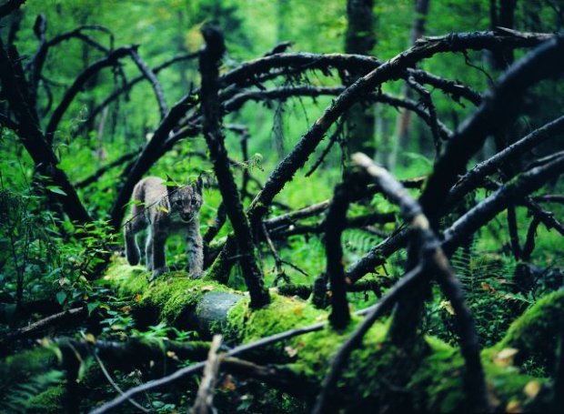 lamus-dworski:  Białowieża Forest - the ancient European forest, one of the last