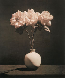 fragrantblossoms:   		 		 			Robert Mapplethorpe,