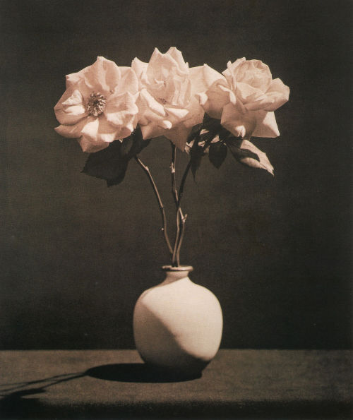 Robert Mapplethorpe, Pink Roses, 1983.