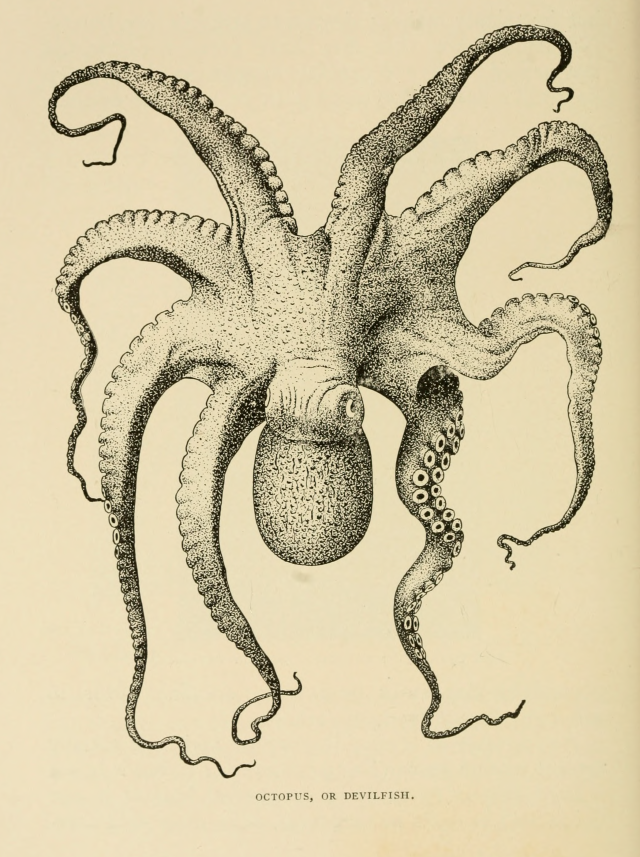 Octopus, or devilfish. Dwellers of the sea and shore. 1935. Internet Archive