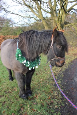 jacobthefellpony:  sorry mum but I’m getting bored of all these pictures…