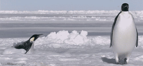 Buzzfeed Uk Penguins Have A Hard Life They Live On A Very