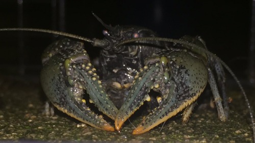 somewhat horrifying closeup of blue and green lobster-like animal staring at the camera with beady little eyes