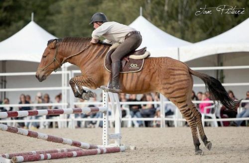 shayvaalski:all-the-horses:StormyZorse, MareBorn 1997 for non horse folks: a zorse is a horse crosse