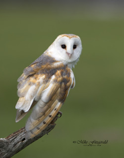 featheroftheowl:   	Barn Owl  by Mike Fitzgerald Photography    