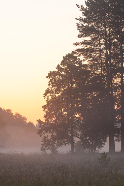 expressions-of-nature:  Morning by: Denis Belyaev 