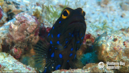 montereybayaquarium:Spring cleaning, 365.25 days a year! Bluespotted jawfish keep busy building and 