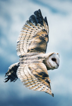 johnnybravo20:  Barn Owl (by Sam Shoesmith)