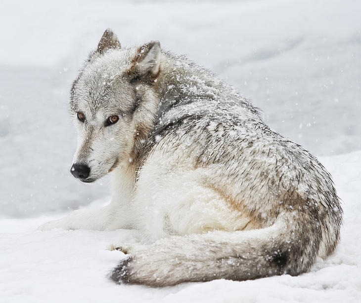 beautiful-wildlife:  Laying Out In A Winter Storm by  Athena Mckinzie 