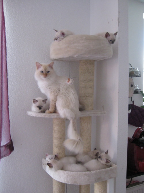 jumpingjacktrash:danadelions:so. I visited my cousin’s apartment todaythe cat tree bears a bountiful