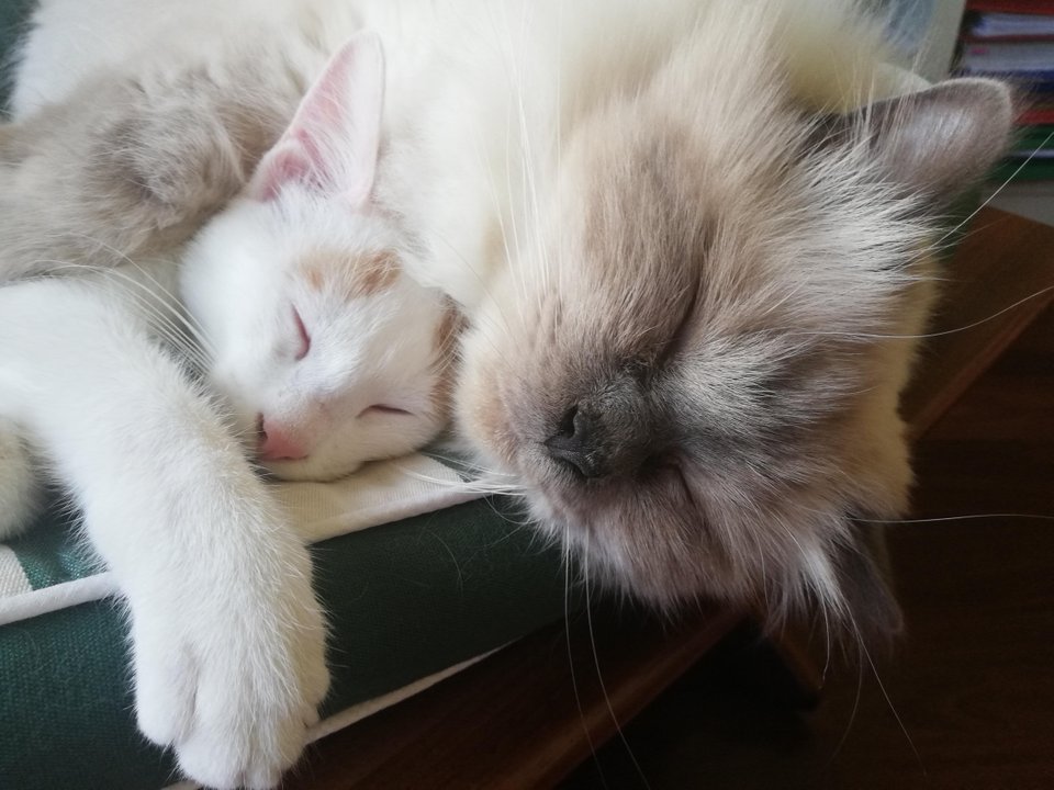 world-of-cats:  Source