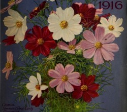 nemfrog:Early blooming cosmos. Seed catalogue