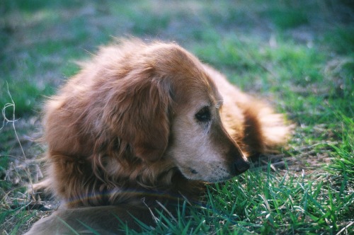 My darling pup Lucy, who we had to put down 2 weeks after this was taken. The rainbow in this has al