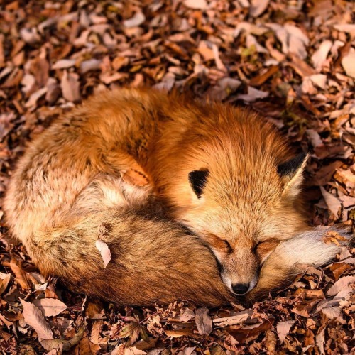 themalhambird:everythingfox:Tired fox@skeleton-richard nap time