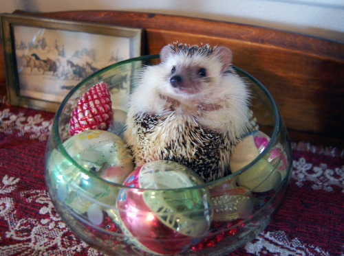 errolthehedgehog:errol wishes you a happy christmas.Hedgehog “ornament.”