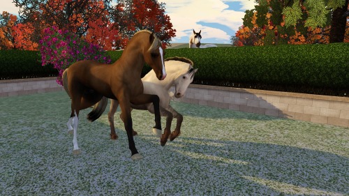 So Many Pictures I Havent Posted On Here! 1-2: Snicker And Baron Playing Outdoors In The Pasture 3-6: