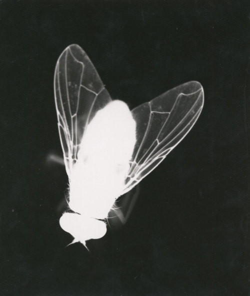 secretcinema1:Fliege (Fotogramm), 1928, Anton Stankowski