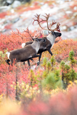 expressions-of-nature:  Caribou and the Autumn Tundra : Adam Hill 