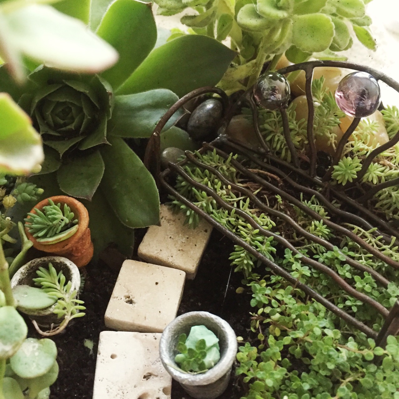 enlightenedromantic: I have a plant problem…
