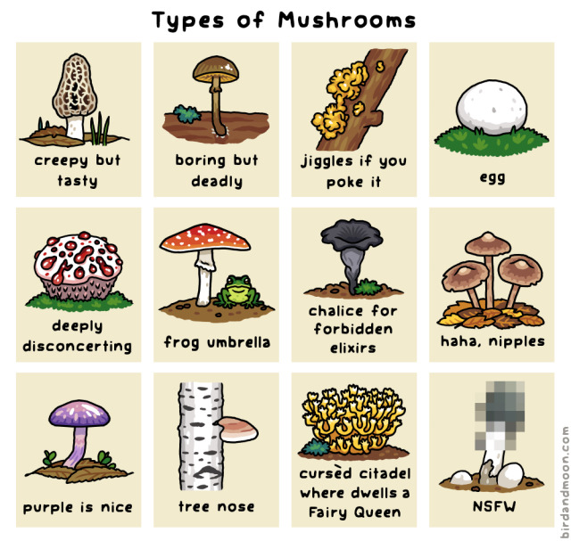 A comic titled "Types of mushrooms" with 12 mushroom species. A wrinkly-looking morel is labeled "creepy but tasty". A brownish deadly galerina is labeled "boring but deadly". A witch\'s butter on a branch is labeled "jiggles if you poke it". A large puffball is labeled "egg". A creepy red-dripping bleeding tooth fungus is labeled "deeply disconcerting". A fly agaric with a green treefrog sitting under it is labeled "frog umbrella". A black chanterelle is labeled "chalice for forbidden elixers". Three straight-stemmed entolomas are labeled "haha, nipples". A bright purple viscid violet cort is labeled "purple is nice". A birch polypore sticking out of a birch trunk is labeled "tree nose". A complex yellow-tpped coral fungus is labeled "cursed citadel where dwells a fairy queen". A Ravenel\'s stinkhorn is pixellated at the top for your safety, and labeled "NSFW".