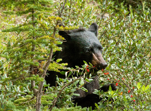 Image of the Week: Black Bears in Yosemite Live on Plants, NutsBlack bears in Yosemite National Park