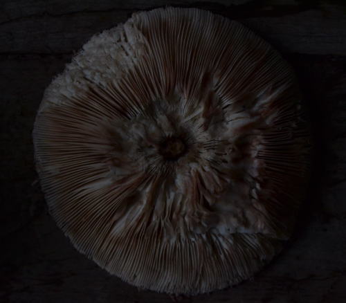 In to the mushroom (Macrolepiota procera)