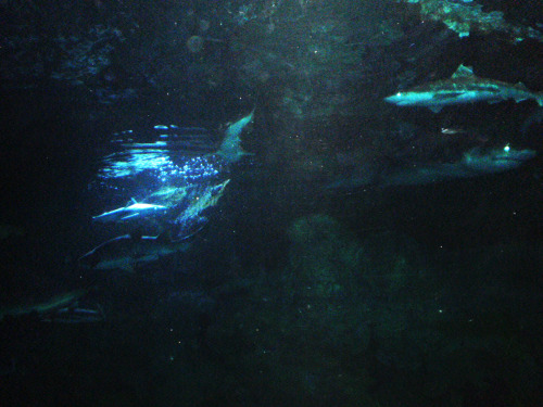 This Is An Actual Picture And Its Barely Edited (just Made A Bit Brighter) Its Sort Of Like Some Mysterious