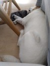 The cutest snoring rioter